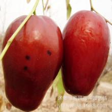 四川特产水果外形像芒果的是什么 现四川有什么特产水果成熟