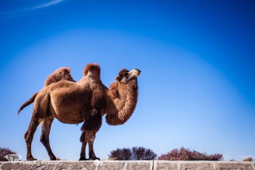 骆驼绒是哪里的特产 驼绒主要产在什么地方