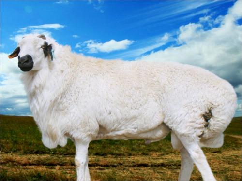 内蒙古羊肉特产羊排 