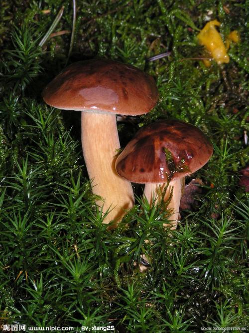 蘑菇特产介绍怎么写 介绍蘑菇生长的提纲