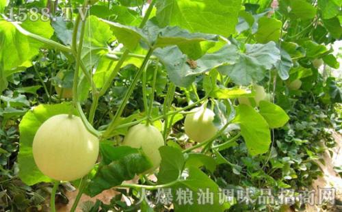 台安农业特产视频 台安县特产是什么