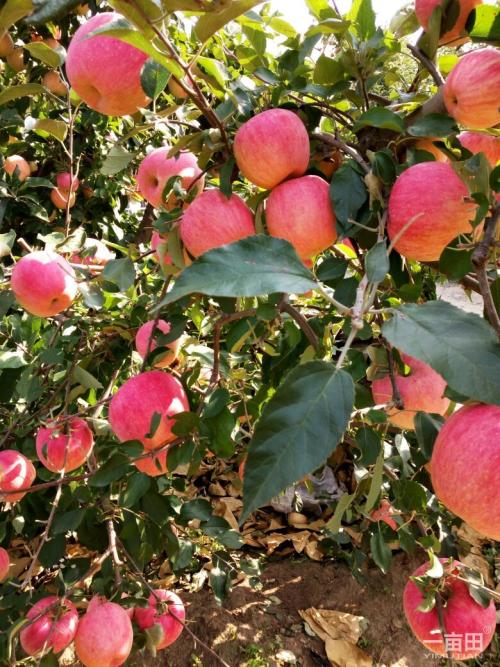 摩尔庄园同样是特产为什么苹果贵 摩尔庄园什么特产最珍贵