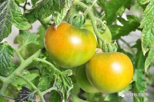余杭特产柿子介绍 柿子哪里产地的好吃