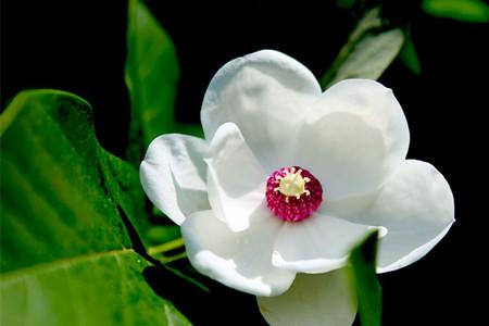 蒙古特产花 内蒙古特产可以食用的花