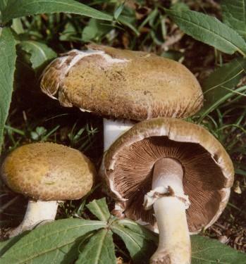 长沙特产蘑菇 湖南常见能吃的蘑菇