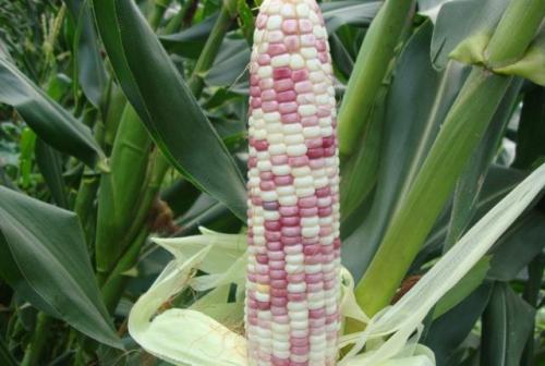 哈尔滨特产玉米品种 黑龙江玉米品种十大名牌