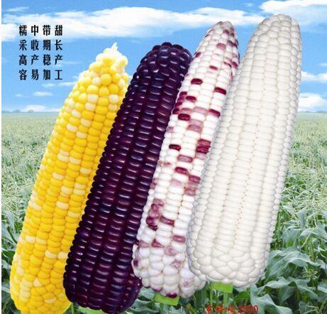 陕系鲜食农副土特产产地 陕北最好的农副产品