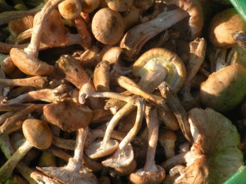 关东的特产榛蘑 吉林特产榛蘑菇怎么吃