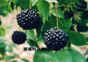 伊春特产野生蓝莓 伊春几月份能买到新鲜蓝莓