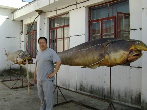 佳木斯特产铜锣鱼 老东北铜锣鱼