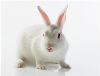 小白兔是哪个地方的特产 大白兔哪里产的好吃