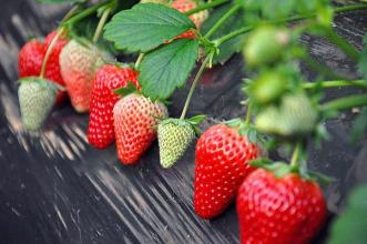 摩尔庄园特产水果草莓 摩尔庄园特产是草莓怎么摘