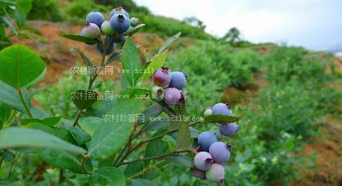 内蒙古林区特产蓝莓 内蒙古蓝莓