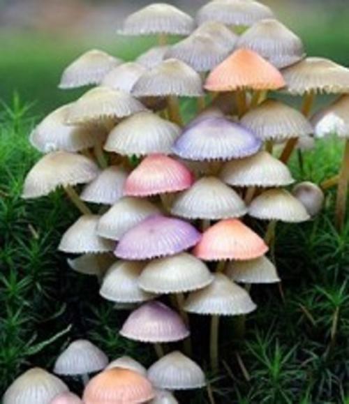 竹海景区特产蘑菇 鲁山特产蘑菇叫什么