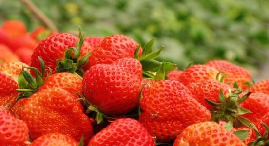 草莓是哪儿的特产 家乡的特产草莓作文400字左右