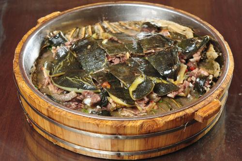 摩尔特产甲鱼 广东最便宜的甲鱼