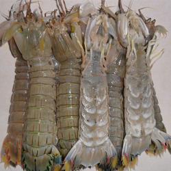 浙江特产什么虾最好吃图片 中国的哪个省虾最好吃