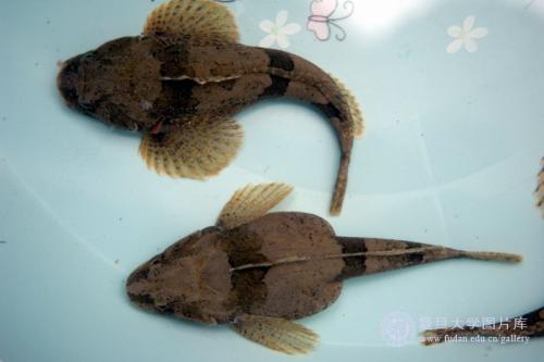 安徽特产臭鲈鱼的营养价值 臭鲈鱼是哪的特产