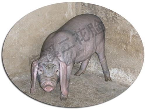 安徽特产什么猪 安徽哪种土猪最好