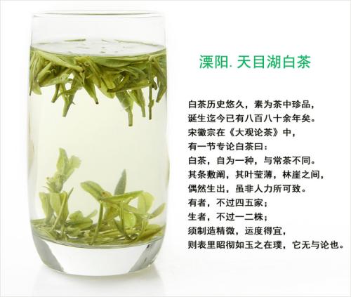 浙江安吉特产珍稀白茶图片 安吉珍稀白茶价格图片
