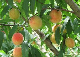 水蜜桃中国特产 哪些地方特产水蜜桃最好吃