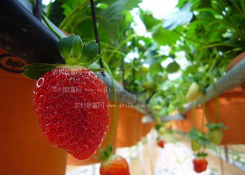 草莓是新疆哪里的特产 新疆哪里产草莓