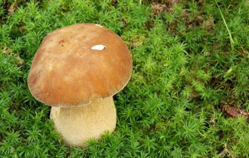 波密的特产蘑菇 波密旅游必去的5个景点