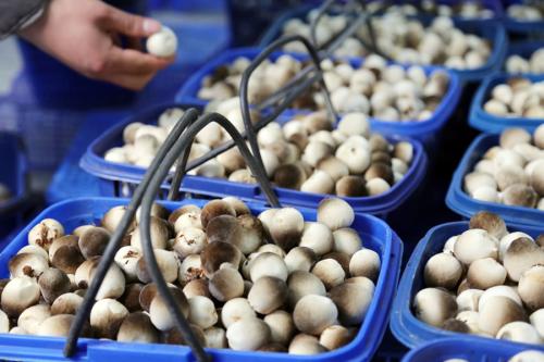贵州的特产蘑菇 贵州食用的野生蘑菇图片