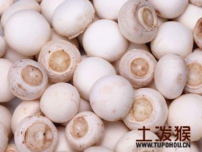 赣州特产蘑菇 赣州哪种蘑菇好吃