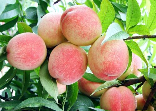 衡水市土特产蜜桃 河北的特产水果水蜜桃