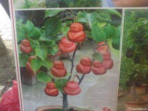 青海特产人参果蕨麻如何贮存 吃蕨麻的禁忌