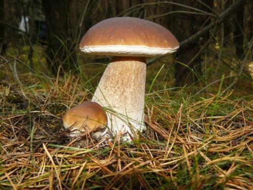 乌什县特产蘑菇 乌兰布统特产蘑菇