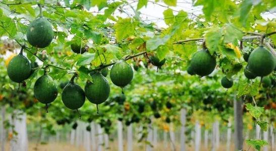 浙江玉环特产柚子品种介绍 玉环市哪个县有柚子