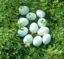 九华山鸡蛋土特产 九华山鸡蛋20个