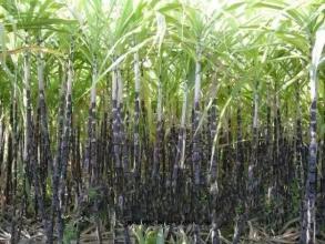 缅甸特产甘蔗图片 缅甸甘蔗在国内哪里批发