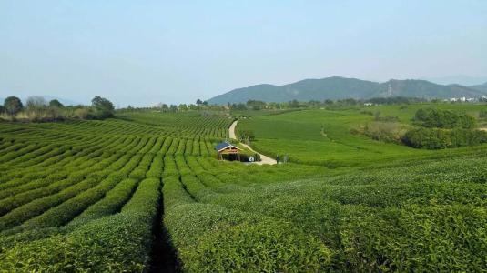贵州特产茶叶有哪些品牌 贵州茶叶的几种品牌