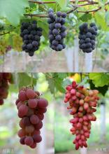 饶阳特产葡萄品种 饶阳有多少亩葡萄