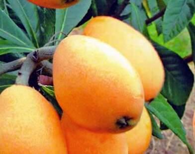 枇杷水果是哪个省市的特产 枇杷哪儿的特产最出名呢