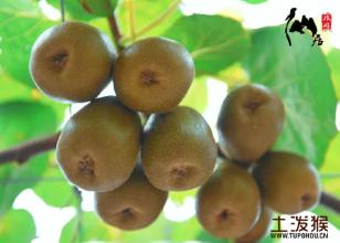 陕西特产水果猕猴桃 陕西比较出名的猕猴桃