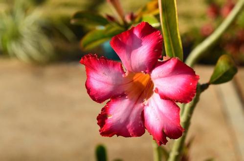新疆特产于田玫瑰的用处 新疆和田玫瑰的功效与作用