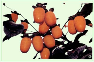 玉环秋冬季特产有哪些 玉环特色小吃图片