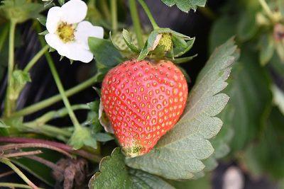 摩尔庄园手游特产草莓 摩尔庄园手游特产种子哪里来