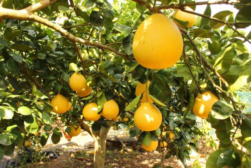 西安一年四季有哪些特产水果 西安特产水果有哪些