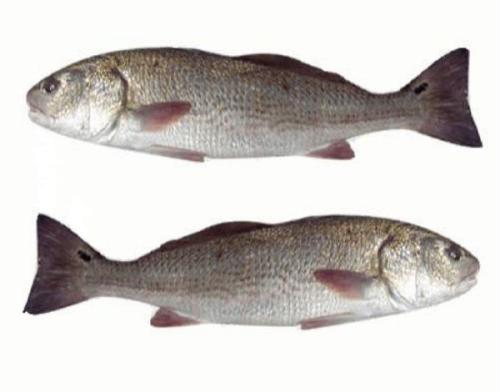 红鱼是属于哪里特产 广州红鱼是什么鱼