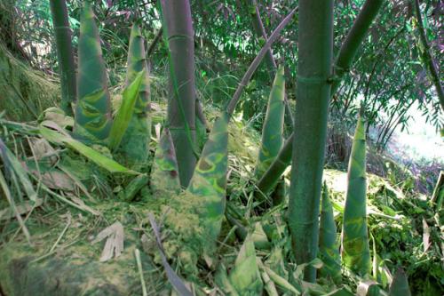 竹笋的土特产有哪些 哪种竹笋最受人的欢迎