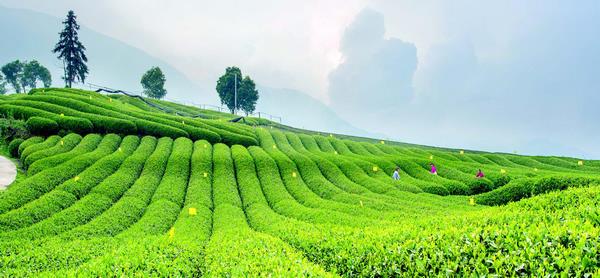 广西昭平县的特产茶叶有哪些 昭平县有哪些茶叶