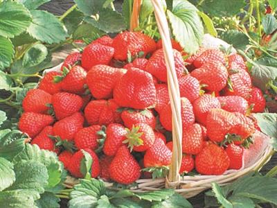 各地特产丹东草莓 丹东草莓几月份最好吃