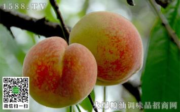 白桃是哪的特产啊 安徽白桃的产地