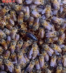 蜂王浆是什么地方的特产 蜂王浆多少钱一斤有什么功效