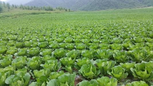 武汉蔬菜特产 湖北武汉特产蔬菜有哪些图片